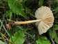 Mezei szegfűgomba (Marasmius oreades), Budai-hegység